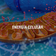 Una guía para entender como las mitocondrias impactan tu bienestar