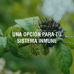 Ginseng Siberiano: ¿qué es y qué beneficios tiene?