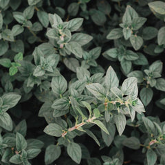 Close-up of lush green oregano plants in a natural outdoor setting, showcasing vibrant leaves.