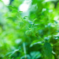 Detailed view of a green physalis plant with vibrant leaves and fruits in natural light.