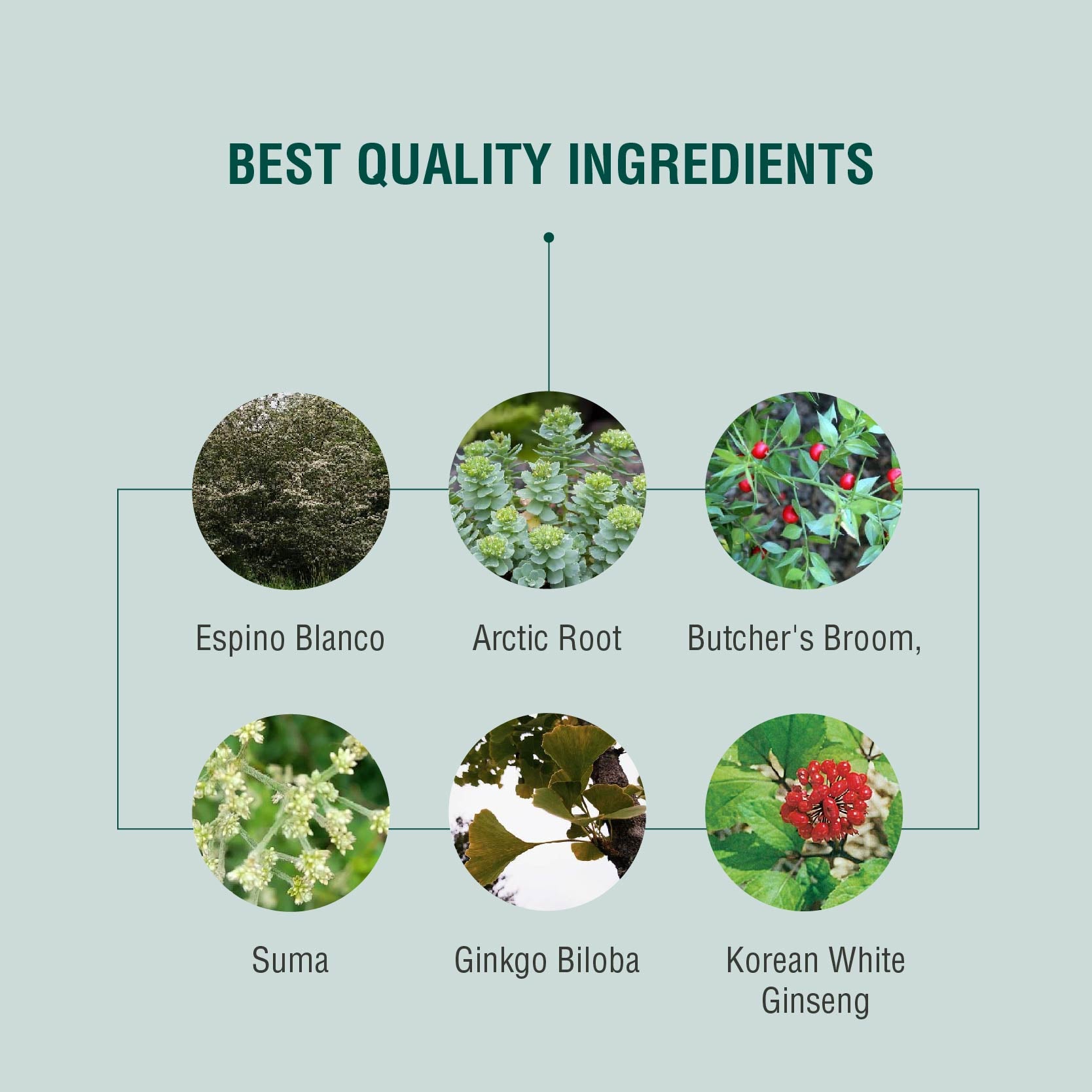 adaptógenos para el sistema circulatorio