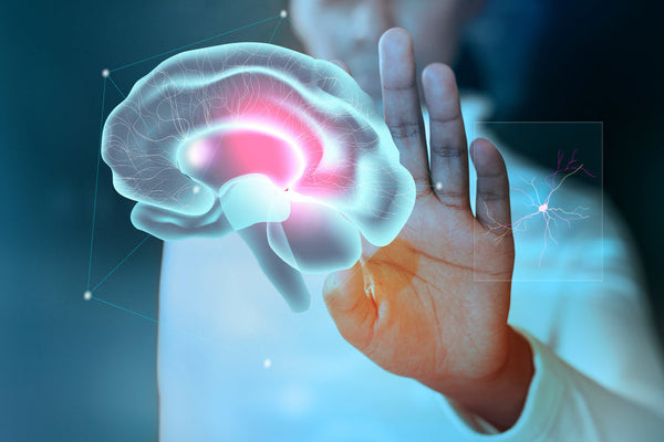 Salud cerebral y rendimiento mental a lo largo de la vida