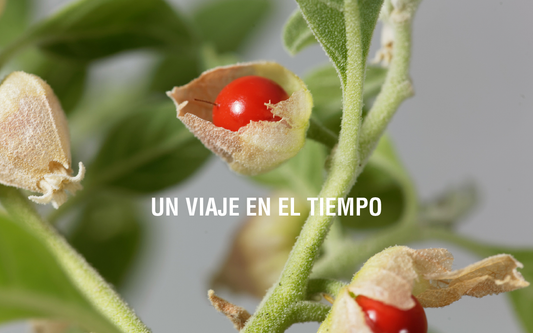 La fascinante historia de la ashwagandha