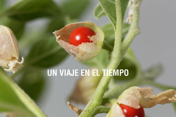 La fascinante historia de la ashwagandha