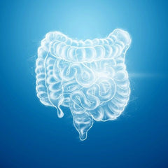 Salud intestinal: guía completa sobre microbiota, disbiosis e intestino permeable