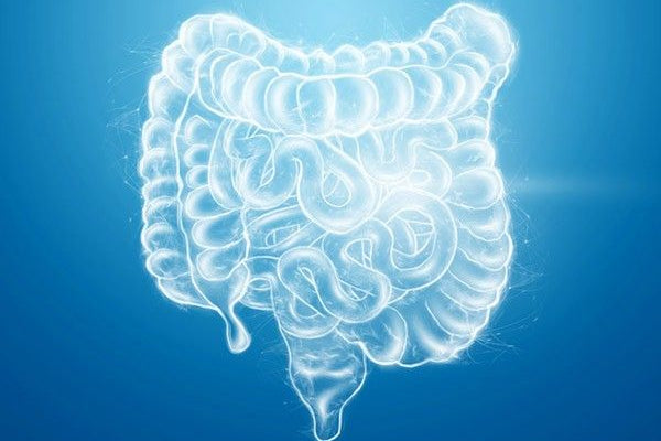 Salud intestinal: guía completa sobre microbiota, disbiosis e intestino permeable