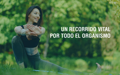 Importancia de una buena circulación sanguínea
