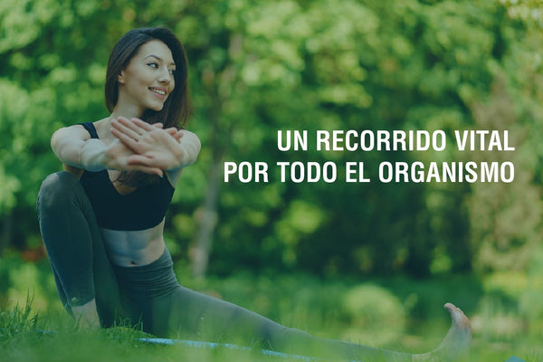 Importancia de una buena circulación sanguínea