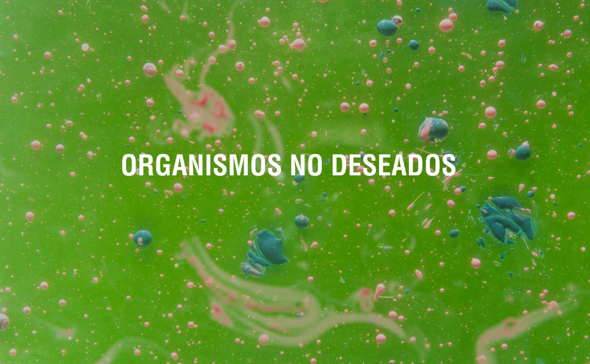 ¿Por qué aparecen los parásitos en el cuerpo?