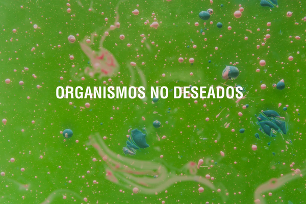 ¿Por qué aparecen los parásitos en el cuerpo?