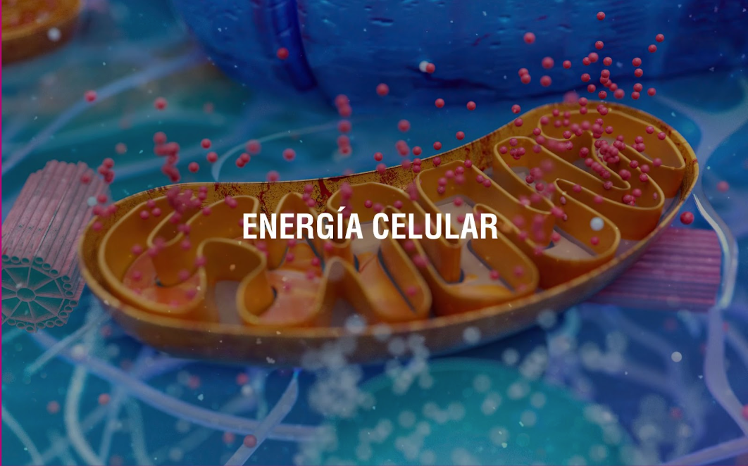 Una guía para entender como las mitocondrias impactan tu bienestar