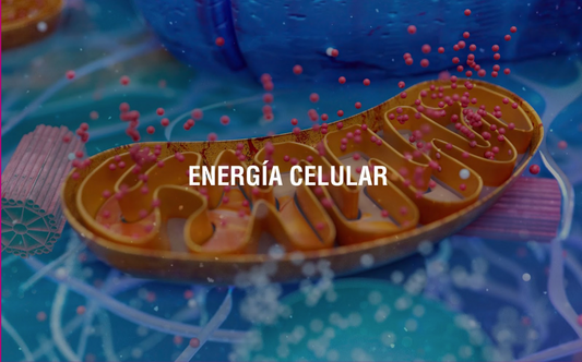 Una guía para entender como las mitocondrias impactan tu bienestar