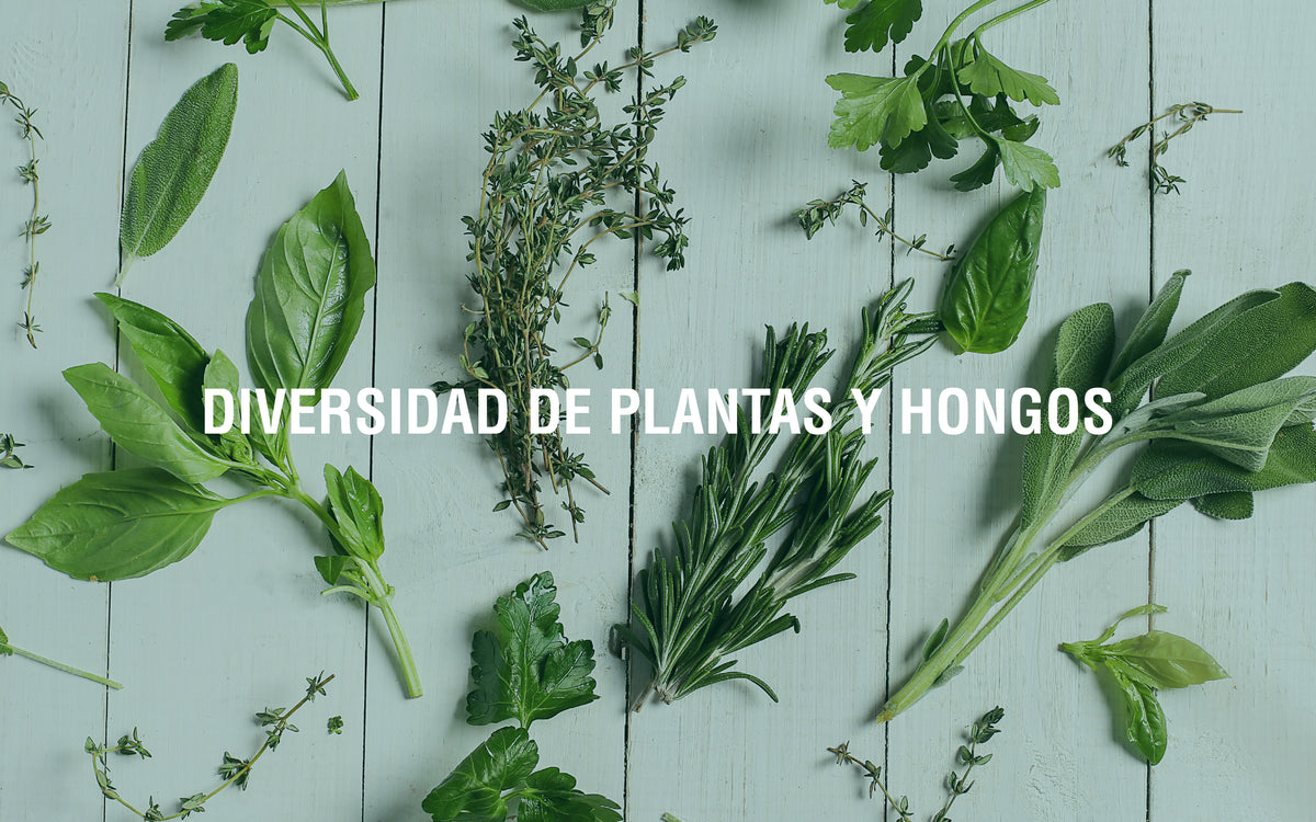 Características de los adaptógenos