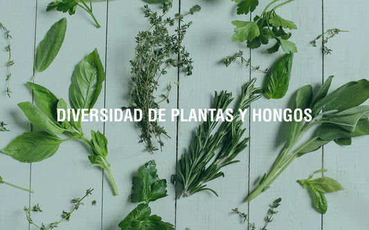 Características de los adaptógenos