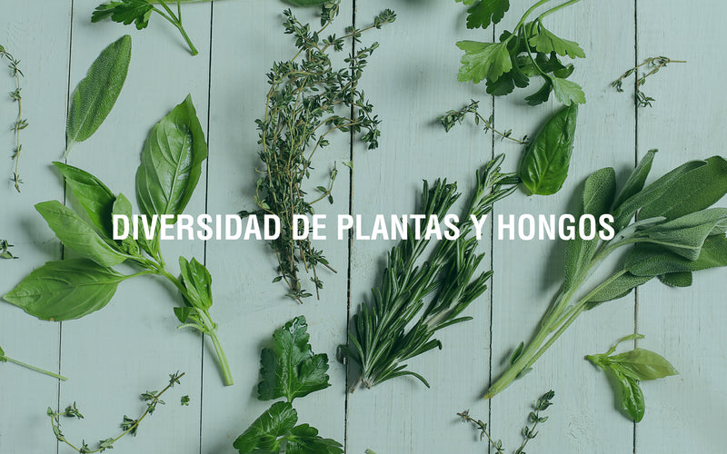 Características de los adaptógenos