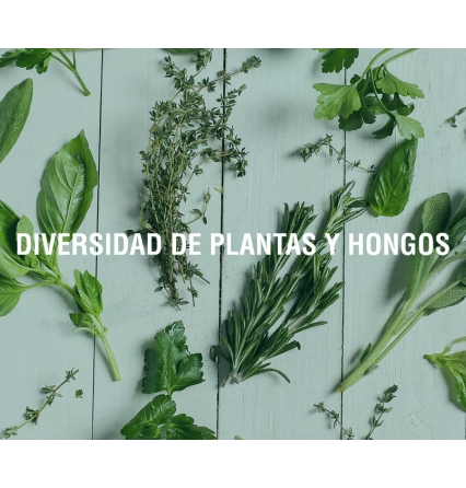 Características de los adaptógenos