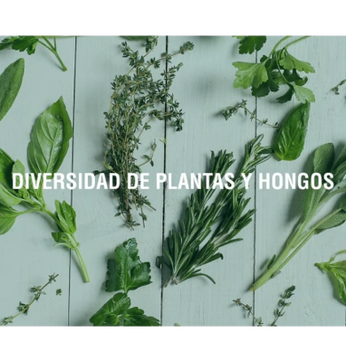 Características de los adaptógenos