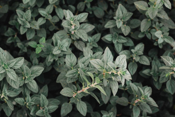 Close-up of lush green oregano plants in a natural outdoor setting, showcasing vibrant leaves.