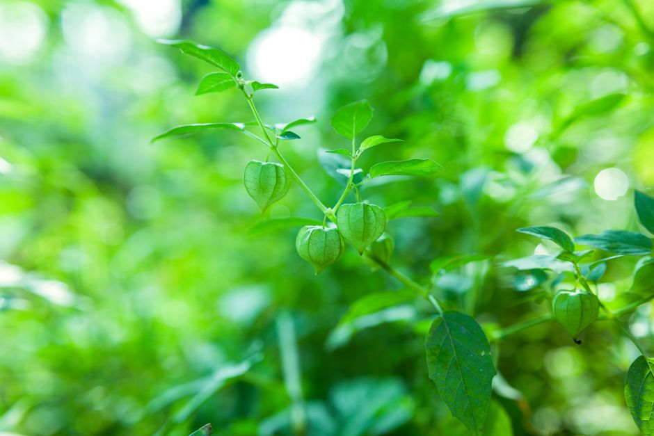 Ashwagandha Beneficios: Guía Completa Paso a Paso para Aprovecharla al Máximo