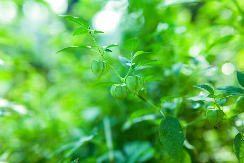 Detailed view of a green physalis plant with vibrant leaves and fruits in natural light.