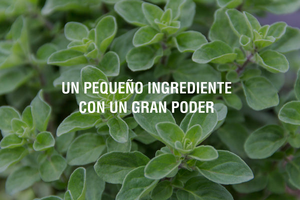 El aceite de orégano y sus increíbles beneficios