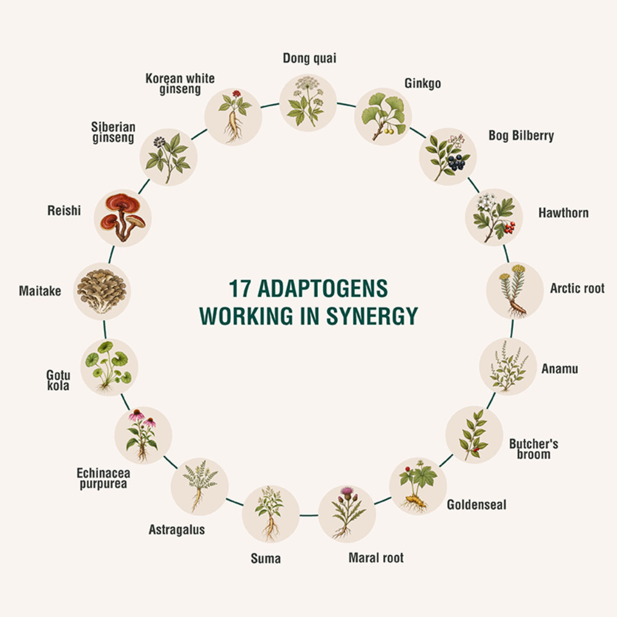 CIRCUHEAL 180 Caps | Adaptogenic Blend for Daily Well-Being