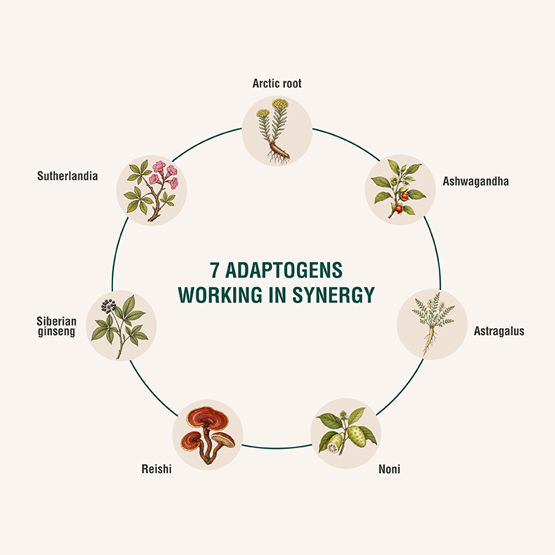 IMMODULATOR | Botanical Blend - Botanical Extracts