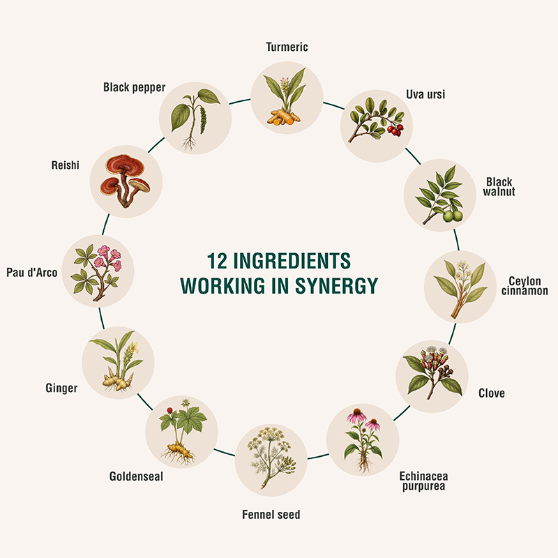 INTESTIPLUS | Botanical Blend for Daily Digestive Wellness