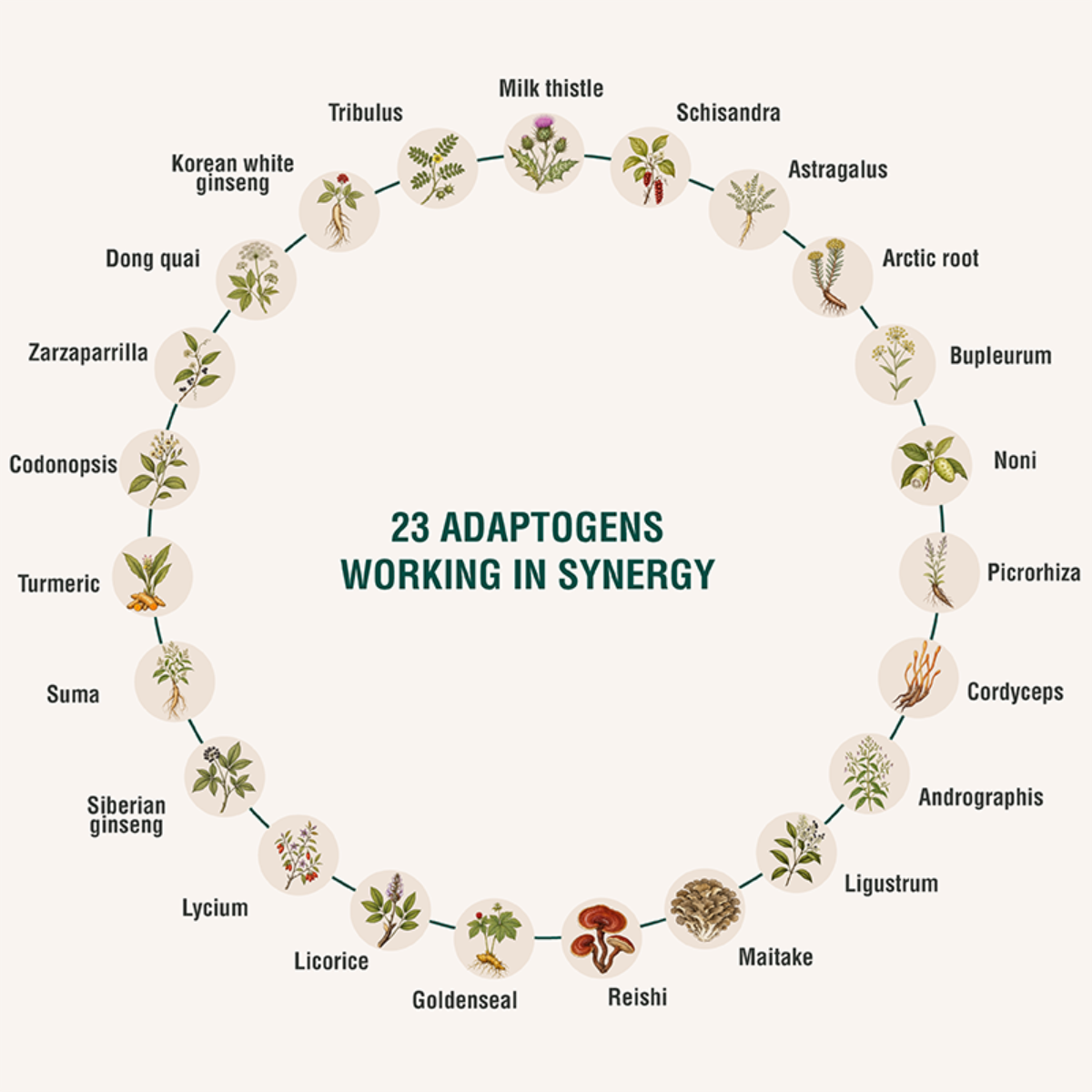 ADAPTOHEAL Botanical Blend with Milk Thistle & Dandelion